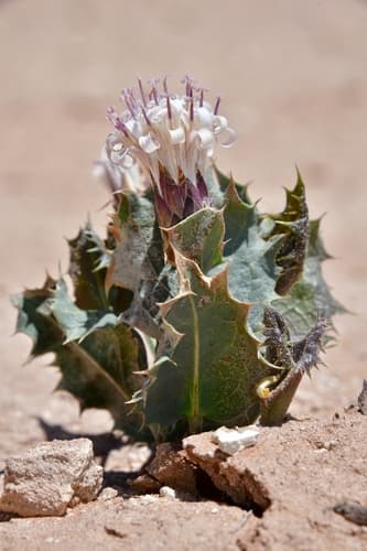 Dwarf Desert Peony Bonsai
