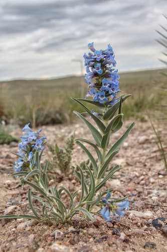 Broadbeard Beardtongue