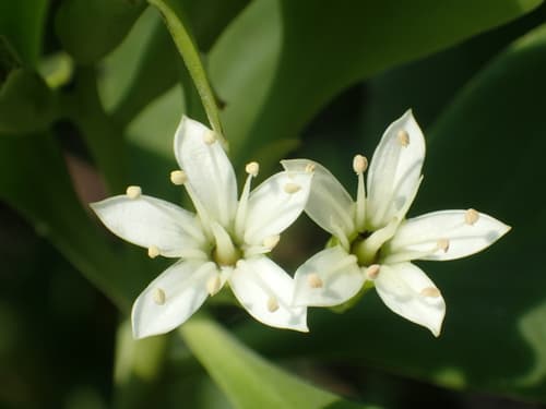 White-flowered black mangrove