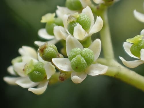 Japanese Prickly Ash