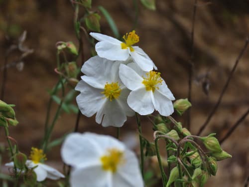White Rock-rose