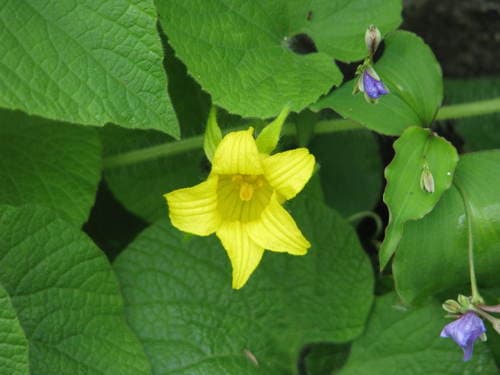 Yellow Flowering Vine