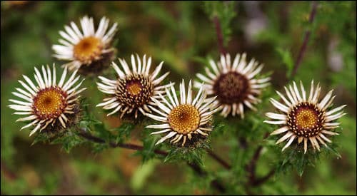 Carline Thistle