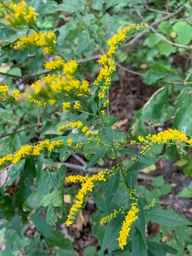 Elm-leaved Goldenrod Bonsai