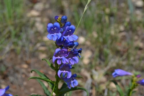 Sawsepal Beardtongue