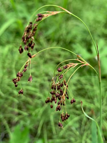 Small-flower Woodrush Bonsai
