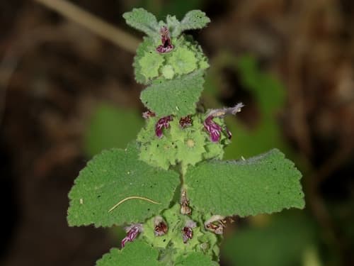 Pseudodictamnus hirsutus Plant
