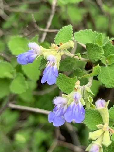shrubby blue sage