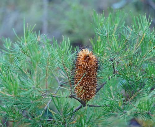 Hairpin Banksia