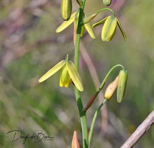 Dainty Soldier-in-a-Box