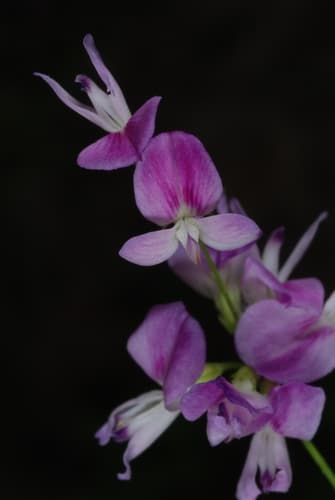 Creeping Lespedeza Bonsai