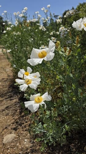 Hairy Matilija Poppy
