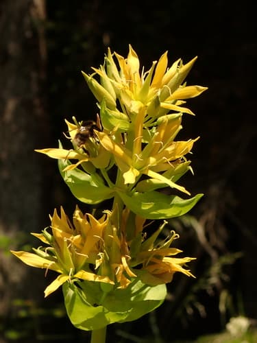 Great Yellow Gentian