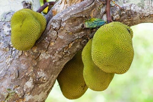 Jackfruit