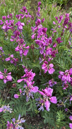 Boreal Sweet-vetch
