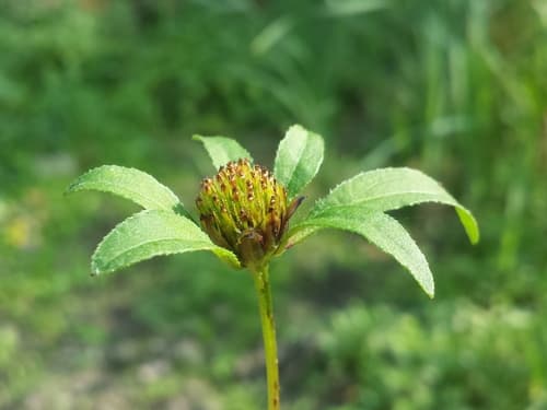 Three-parted Beggarticks Bonsai