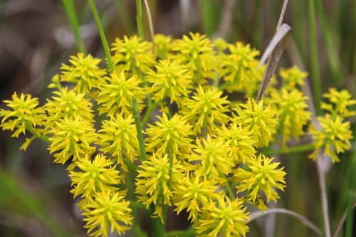 low pinebarren milkwort