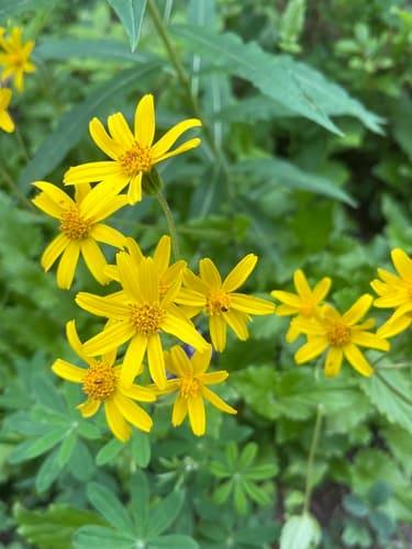 Broadleaf Arnica (Not a Bonsai)