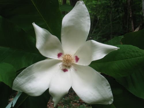Bigleaf Magnolia (Flower Image)