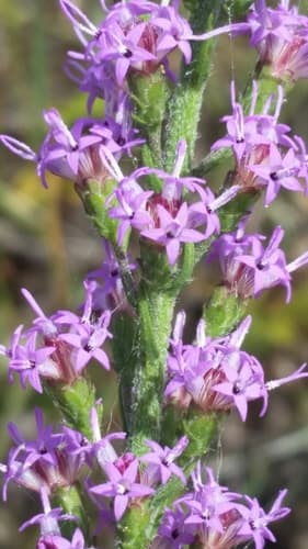 slender blazing-star
