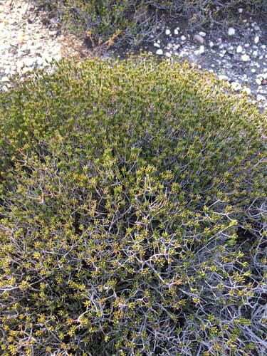 Broom Crowberry