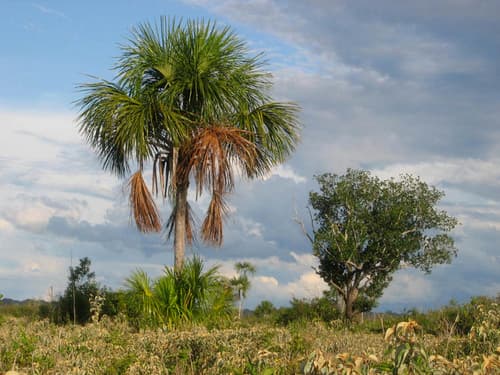 Moriche Palm