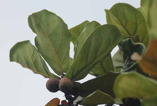Fiddle-leaf Fig Bonsai
