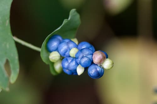Mile-a-minute Weed Bonsai