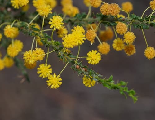 Kangaroo Thorn Bonsai