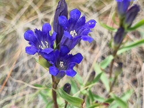 Pleated Gentian Bonsai