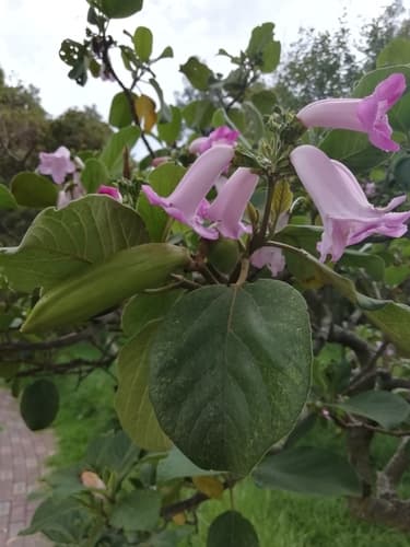Delostoma integrifolium