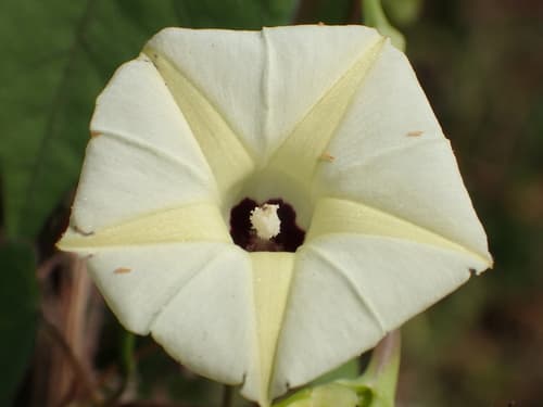 Obscure Morning Glory