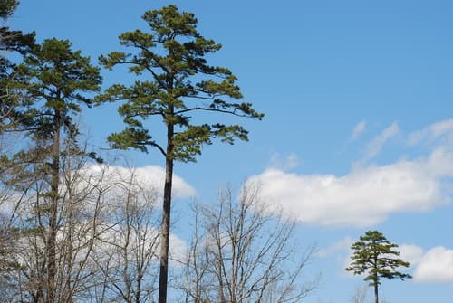 Shortleaf Pine Bonsai
