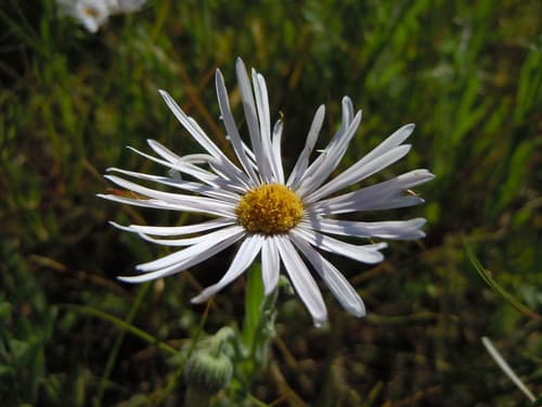 Caespitose Fleabane