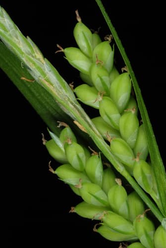 eastern woodland sedge