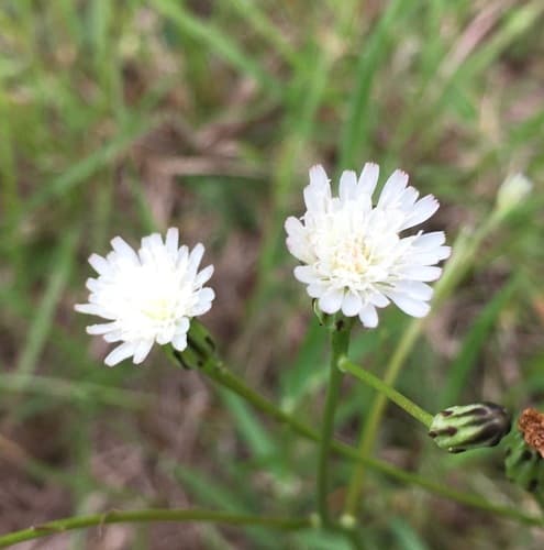 White Flatweed