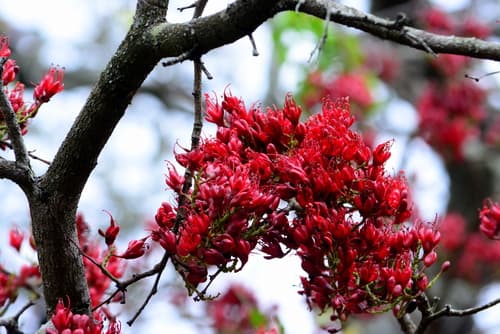 Weeping Boerbean Bonsai