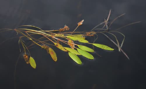 Ribbon-leaved Pondweed
