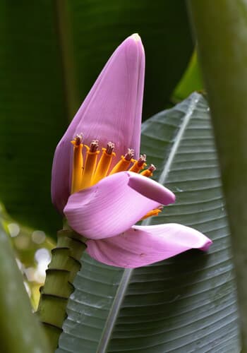 Flowering Banana