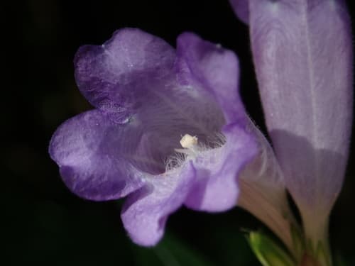 Strobilanthes formosana Flower