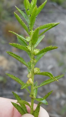 Marsh Mermaidweed