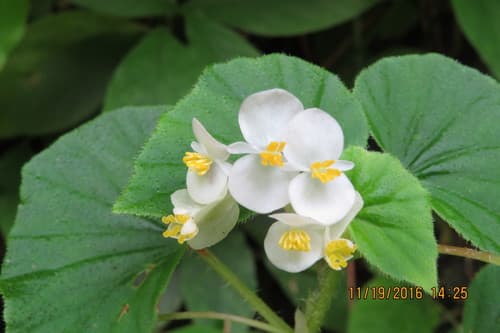 Bearded Begonia