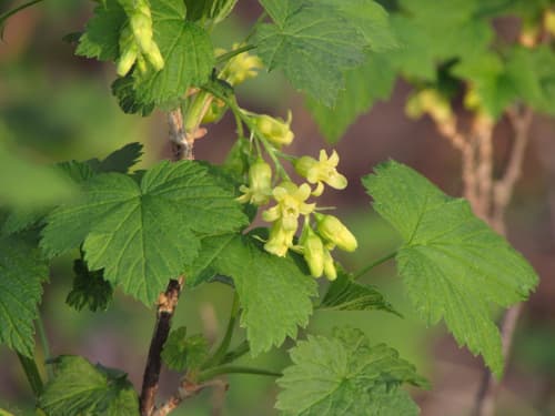 American Black Currant Bonsai