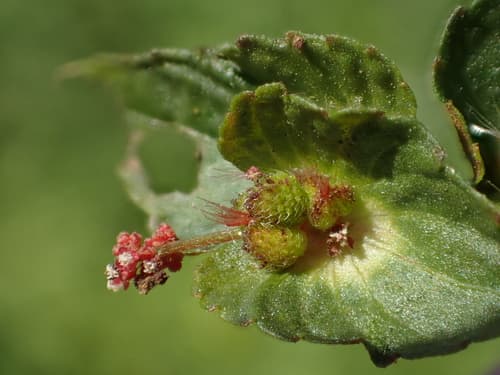 Asian Copperleaf Bonsai