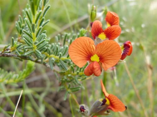 Red Parrot-Pea Bonsai