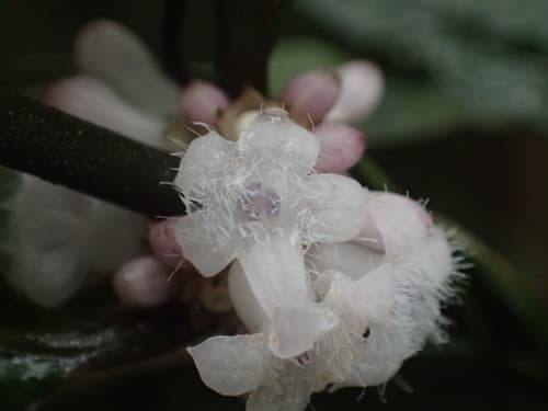 Lasianthus fordii Flower Specimen
