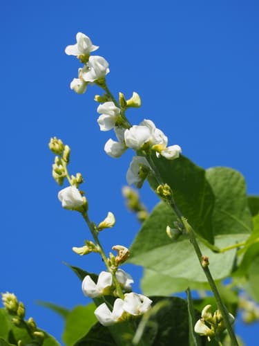 Hyacinth Bean Plant
