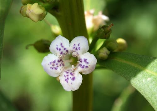 Common Boobialla Flower