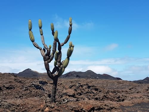 Candelabra Cactus Bonsai