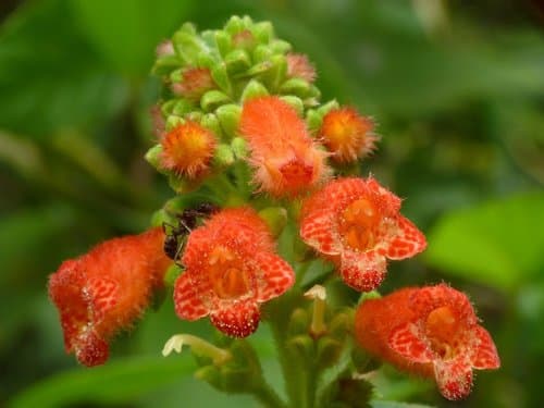 Spiked Kohleria
